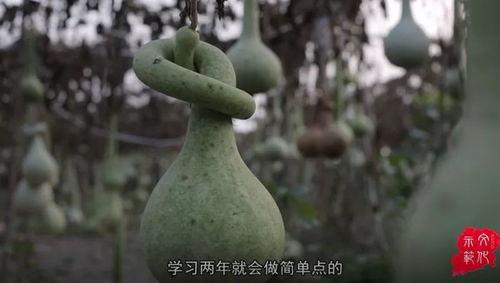 葫芦视频,揭秘奇妙的葫芦世界