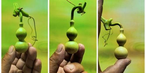 葫芦视频,揭秘奇妙的葫芦世界